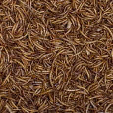 JOHNSTON & JEFF Dried Mealworms