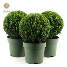 Ilex crenata Jenny 32cm Ball 6L