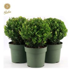 Ilex crenata Jenny 20cm Ball 2L