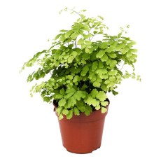 Adiantum raddianum Fragrans 12cm Adiantum raddianum Fragrans 12cm