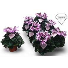 Cyclamen SS Petticoat Light pink 10.5 cm Cyclamen SS Petticoat Light pink 10.5 cm