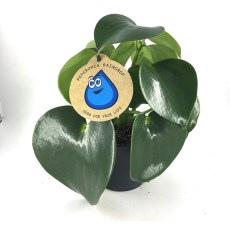 Peperomia pol Raindrop 12cm Peperomia pol Raindrop 12cm
