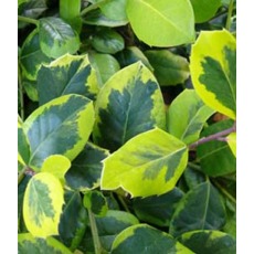 Ilex x altaclerensis Golden King (F) 2L Ilex x altaclerensis Golden King (F) 2L