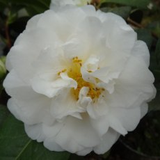 Camellia x williamsii E.T.R. Carlyon 1.5L Camellia x williamsii E.T.R. Carlyon 1.5L
