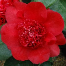 Camellia x williamsii Ruby Wedding 1.5L Camellia x williamsii Ruby Wedding 1.5L