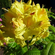 DECIDUOUS AZALEA Golden Sunset 4L DECIDUOUS AZALEA Golden Sunset 4L