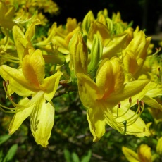 DECIDUOUS AZALEA Rhododendron luteum 4L DECIDUOUS AZALEA Rhododendron luteum 4L