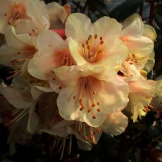 DWARF RHODODENDRON Barnaby Sunset 3L DWARF RHODODENDRON Barnaby Sunset 3L