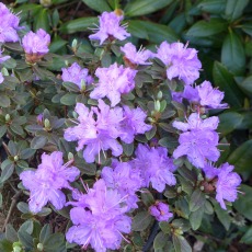DWARF RHODODENDRON Ramapo 3L DWARF RHODODENDRON Ramapo 3L