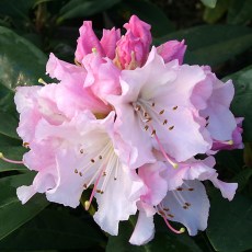 HARDY HYBRID RHODODENDRON Christmas Cheer 7.5L HARDY HYBRID RHODODENDRON Christmas Cheer 7.5L
