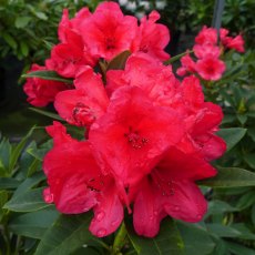 HARDY HYBRID RHODODENDRON Mayor Johnson 7.5L HARDY HYBRID RHODODENDRON Mayor Johnson 7.5L