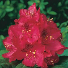 HARDY HYBRID RHODODENDRON Nova Zembla 7.5L HARDY HYBRID RHODODENDRON Nova Zembla 7.5L