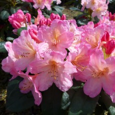 YAKUSHIMANUM RHODODENDRON Percy Wiseman 3L YAKUSHIMANUM RHODODENDRON Percy Wiseman 3L