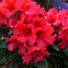 YAKUSHIMANUM RHODODENDRON Titian Beauty 3L YAKUSHIMANUM RHODODENDRON Titian Beauty 3L