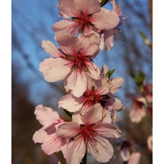 Almond (Prunus) Ingrid - Bush - St.J.A. 12L Almond (Prunus) Ingrid - Bush - St.J.A. 12L