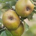 Apple (Malus) Ashmeads Kernel - Bush - M26 12L Apple (Malus) Ashmeads Kernel - Bush - M26 12L