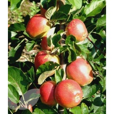 Apple (Malus) Braeburn - Bush - M26 12L Apple (Malus) Braeburn - Bush - M26 12L