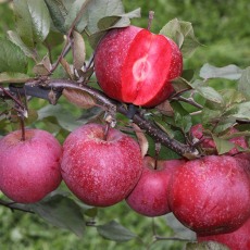 Apple (Malus) TICKLED PINK Baya® Marisa - Bush - M26 12L