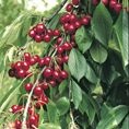 Cherry (Prunus) Morello - Patio - Own Root 11.5L Cherry (Prunus) Morello - Patio - Own Root 11.5L