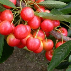 Cherry (Prunus) Stardust (COVEU) Patio - Gisela 5 11.5L Cherry (Prunus) Stardust (COVEU) Patio - Gisela 5 11.5L