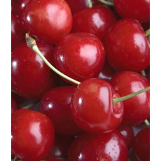 Cherry (Prunus) Stella - Bush - Colt 12L Cherry (Prunus) Stella - Bush - Colt 12L