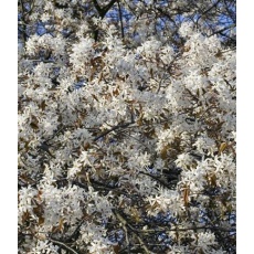 Amelanchier x grandiflora Robin Hill 12L Amelanchier x grandiflora Robin Hill 12L