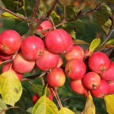 Malus Jelly King 12L Malus Jelly King 12L