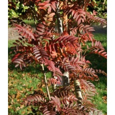 Sorbus Autumn Spire® (Flanrock) 12L Sorbus Autumn Spire® (Flanrock) 12L