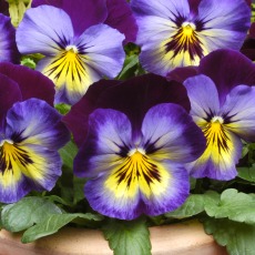 AUTUMN PACK Pansy Matrix Midnight Glow 6pk AUTUMN PACK Pansy Matrix Midnight Glow 6pk