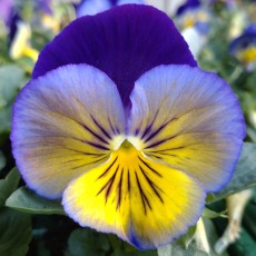 AUTUMN PACK Pansy Matrix Midnight Glow 6pk AUTUMN PACK Pansy Matrix Midnight Glow 6pk