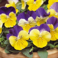 AUTUMN PACK Pansy Matrix Morpheus 6pk AUTUMN PACK Pansy Matrix Morpheus 6pk