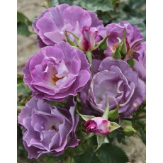 Rose Blue for You 3Ldp