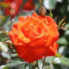 Rose Burning Desire 3Ldp