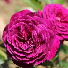 Rose Ebb Tide 3Ldp