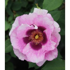 Rose Eyes For You 3Ldp