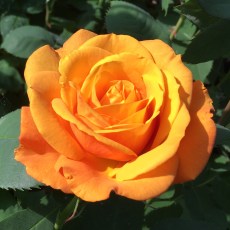 Rose Golden Delicious 3Ldp