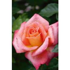 Rose Inspiration 3Ldp