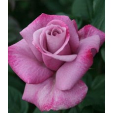 Rosa MY LOVELY DAD (Moody Blue) 3Ldp
