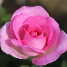 Rose Pink Perfection 3Ldp