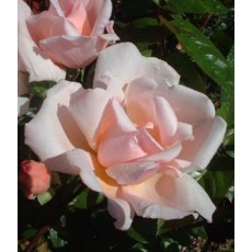 Rose Albertine 4Ldp