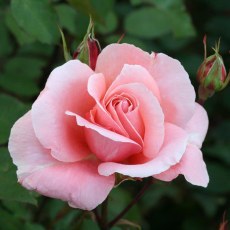 Rose Dancing Queen 4Ldp