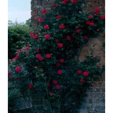 Rose Gloriana 4Ldp