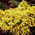 Choisya ternata 'Lich' (SUNDANCE)   2L Choisya ternata 'Lich' (SUNDANCE)   2L