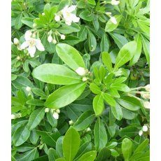 Choisya ternata   2L