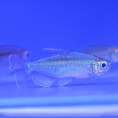 TETRAS Congo