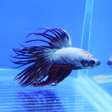 SIAMESE FIGHTER Crowntail Betta Dragon Male
