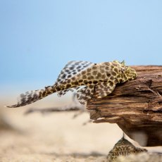 CATFISH Gibbiceps Pleco