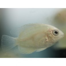 CICHLIDS Golden Severum