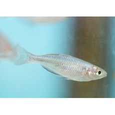 RAINBOWS Melanotaenia Boesmani