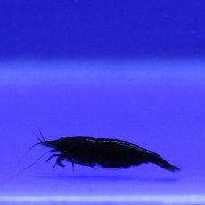 CRUSTACEANS Shrimp Midnight Chocolate